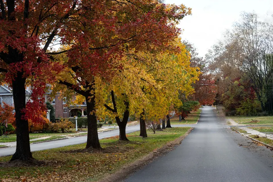 mold removal Saint Paul