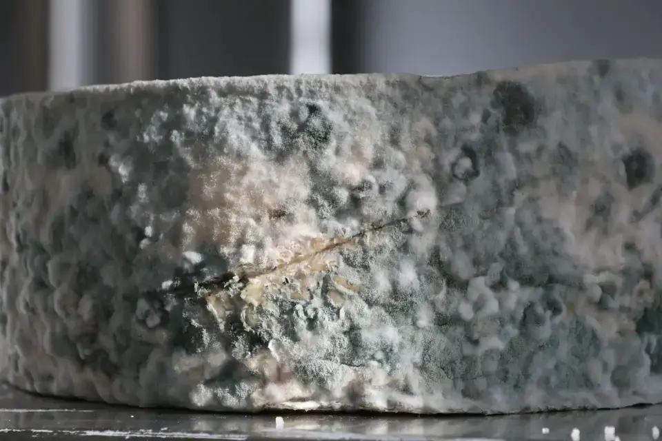 The Danger of Hidden Mold & High Moisture — Rockwall